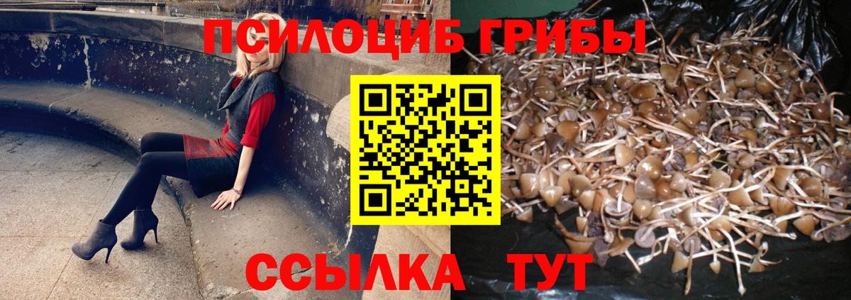 Галлюциногенные грибы Psilocybine cubensis Армавир